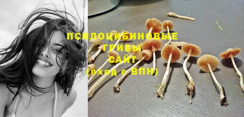 магазин продажи   Игарка  Псилоцибиновые грибы MAGIC MUSHROOMS 